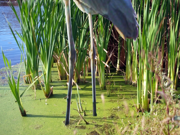 Creation of Life In The Wetlands: Step 3